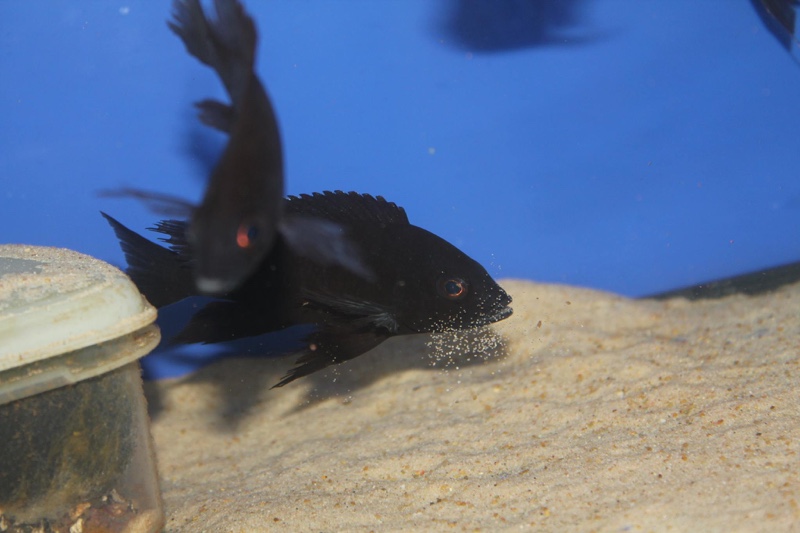 Copadichromis melas 'Mala Point'